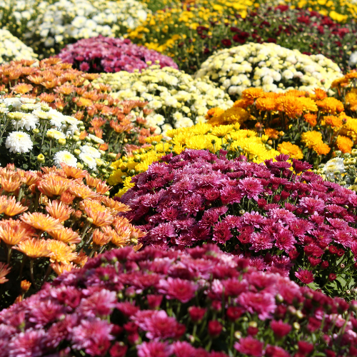 Chrysanthemum Charm Bright