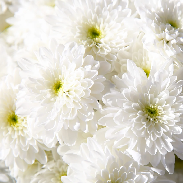 White Chrysanthemum Charm
